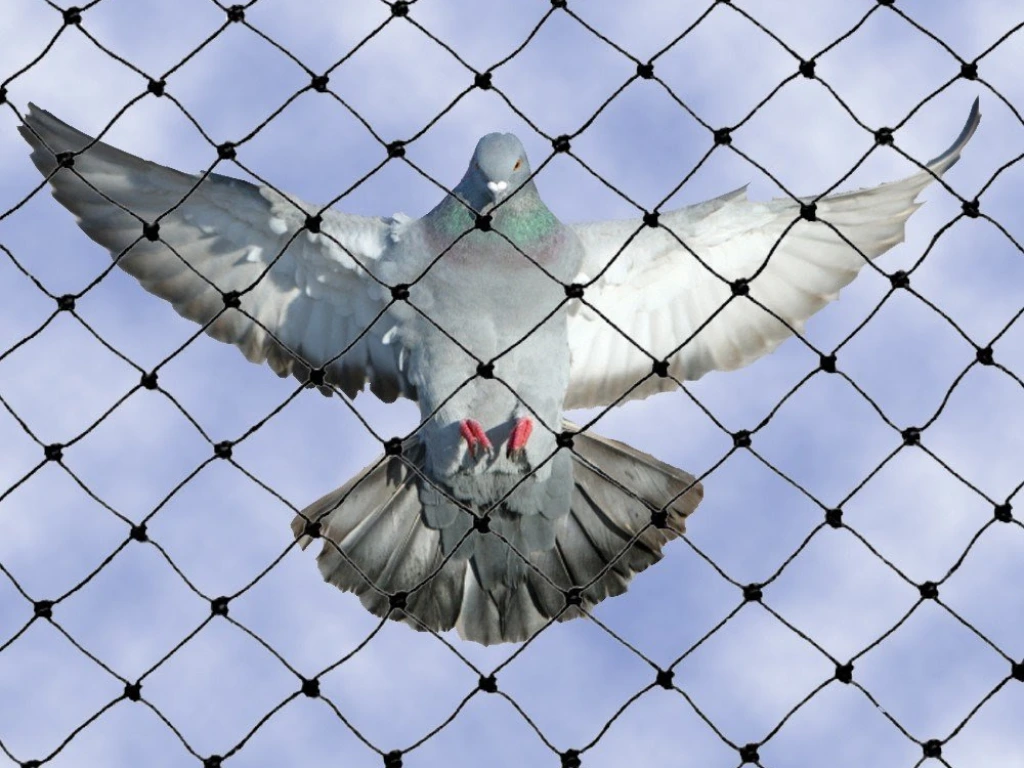 Durable pigeon protection nets installation in Andhra Pradesh, Telangana, Chennai, and Bangalore for balconies, terraces, and windows to prevent pigeons and ensure safety